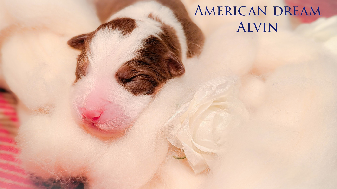 Portée Yzma & Ontario