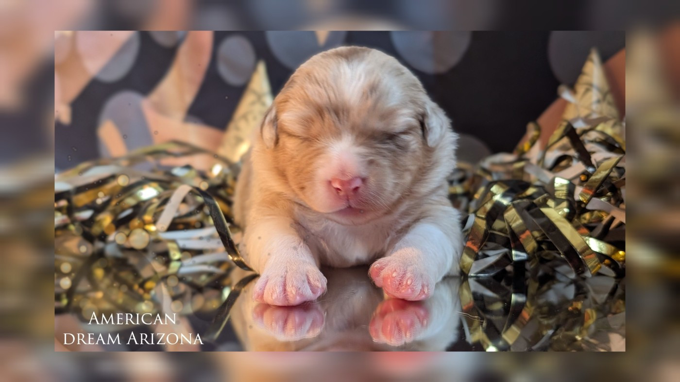 Protect The Life - Chiots disponibles - Berger Australien