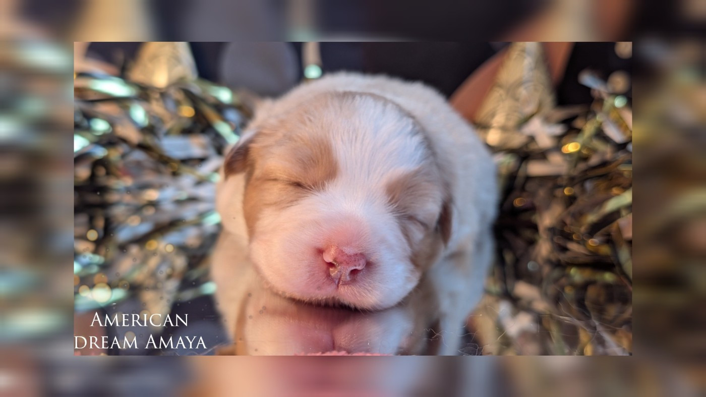 Protect The Life - Chiots disponibles - Berger Australien