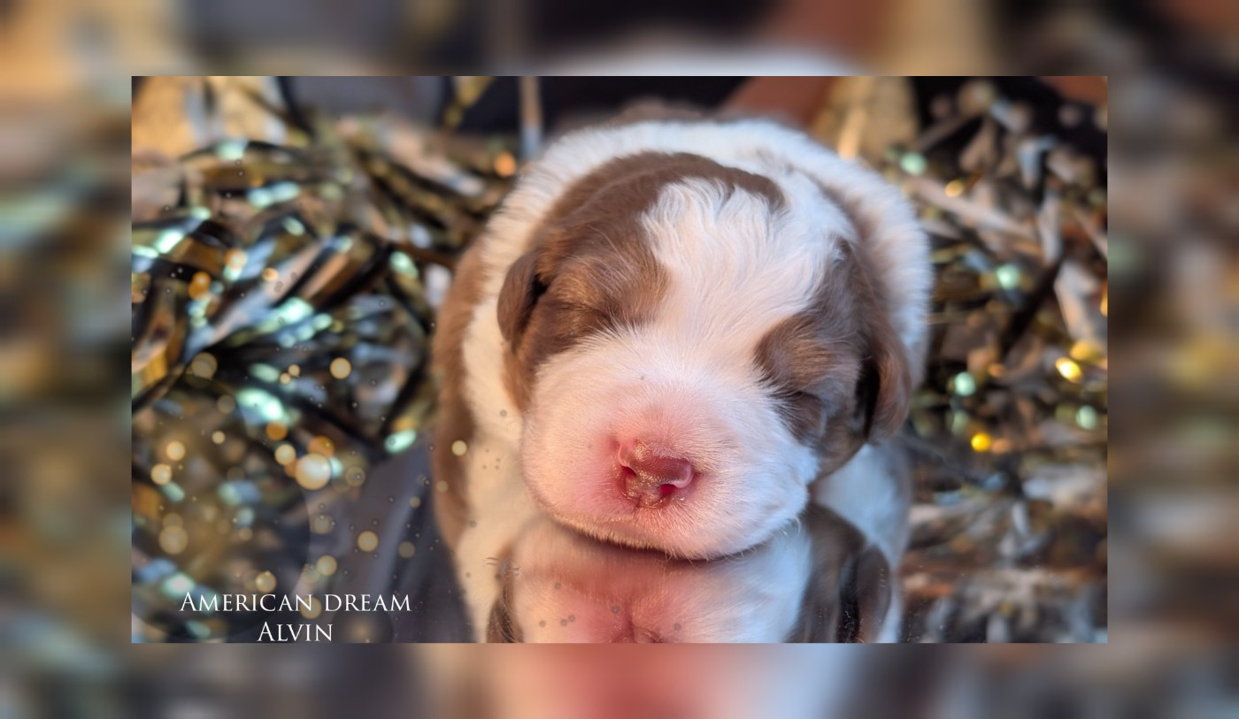 Protect The Life - Chiots disponibles - Berger Australien