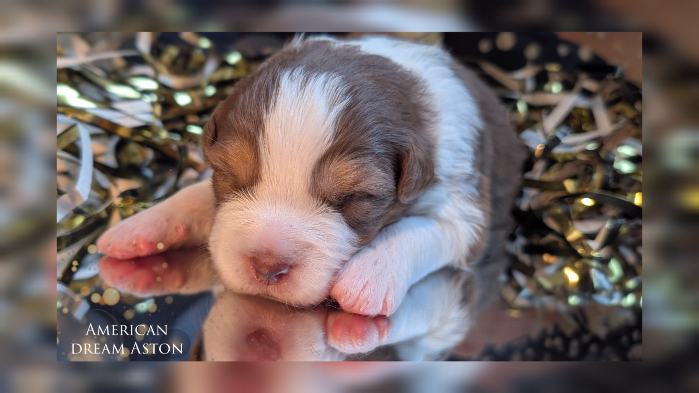 Protect The Life - Chiots disponibles - Berger Australien