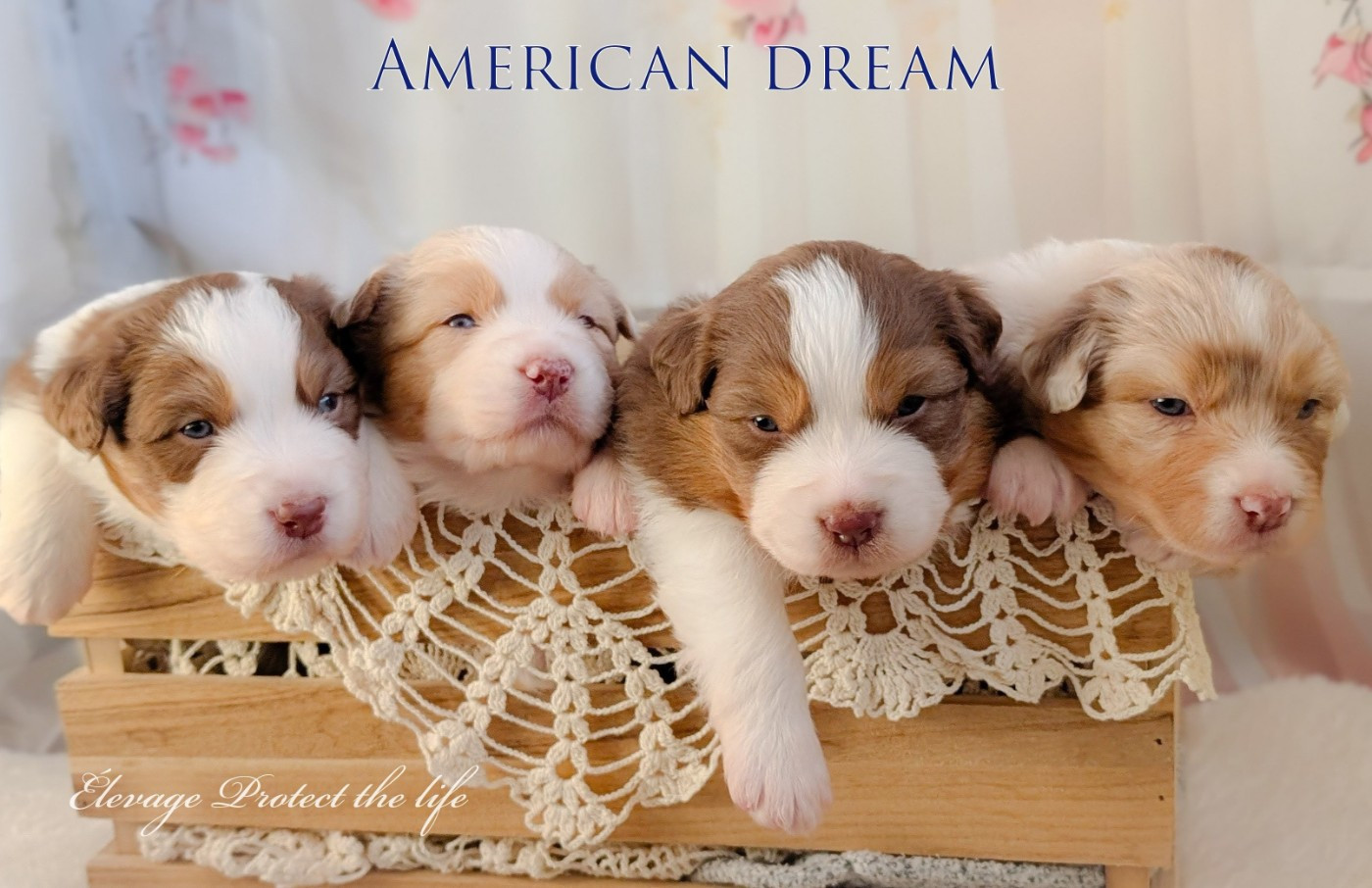 Chiot Berger Australien Protect The Life